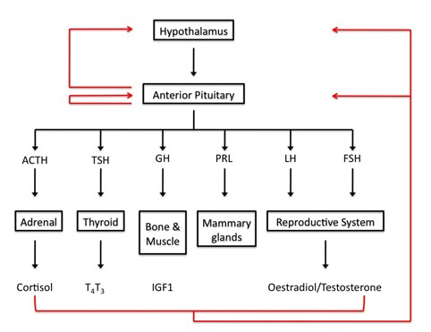 :Figure 1_2c.jpg